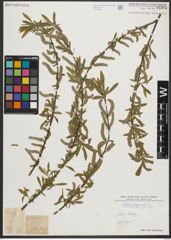 Foto von Salix purpurea L.